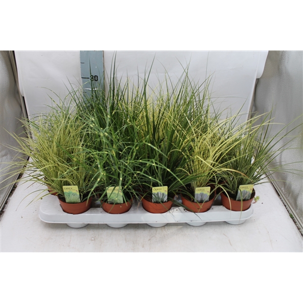 <h4>Carex mix in tray</h4>