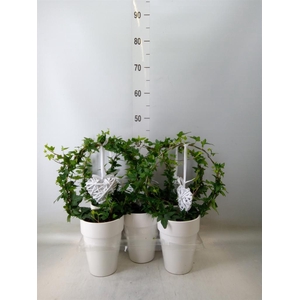 Hedera   ...green leafed