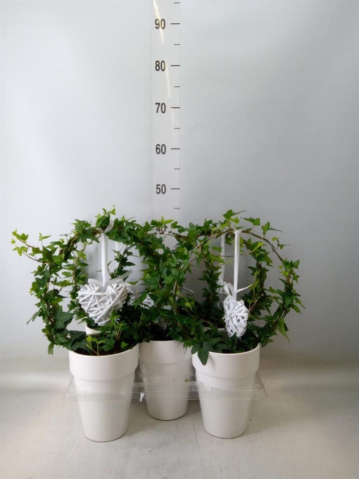 <h4>Hedera   ...green leafed</h4>