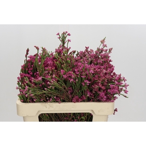 KAAPS GROEN ERICA PINK