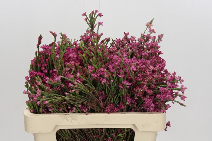 <h4>Cape Green Erica Pink</h4>