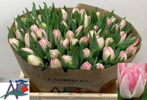 <h4>TU DU FOXTROT</h4>