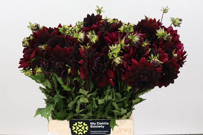 <h4>Dahlia Arabian Night</h4>