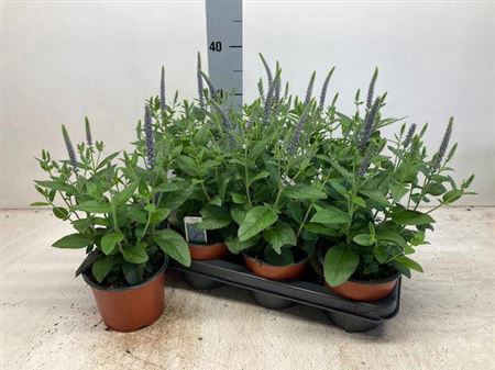 <h4>Veronica Spicata Blue</h4>