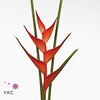 Heliconia stricta tropical