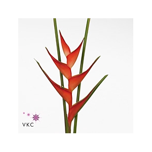 HELIC STRICTA TROPICAL