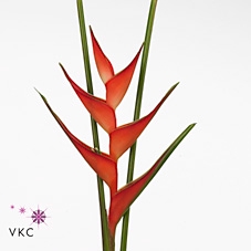 <h4>HELIC STRICTA TROPICAL</h4>