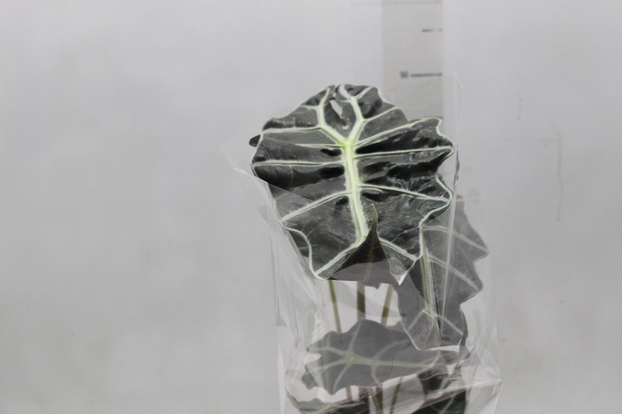 <h4>ALOCASIA POLLY P17</h4>