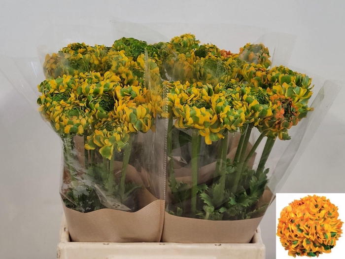 <h4>Ran Pon-Pon Merlino</h4>