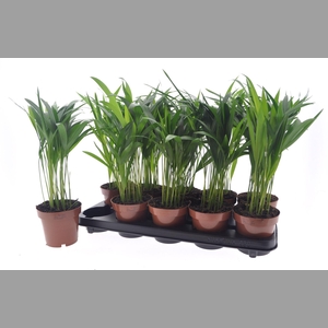 Dypsis lutescens   ...Chrysalidoca