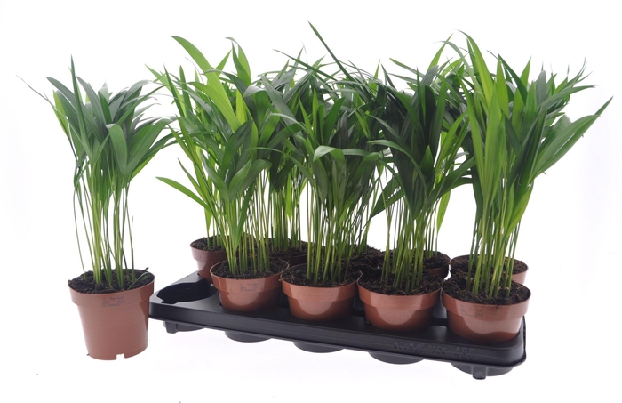 <h4>Dypsis lutescens   ...Chrysalidoca</h4>