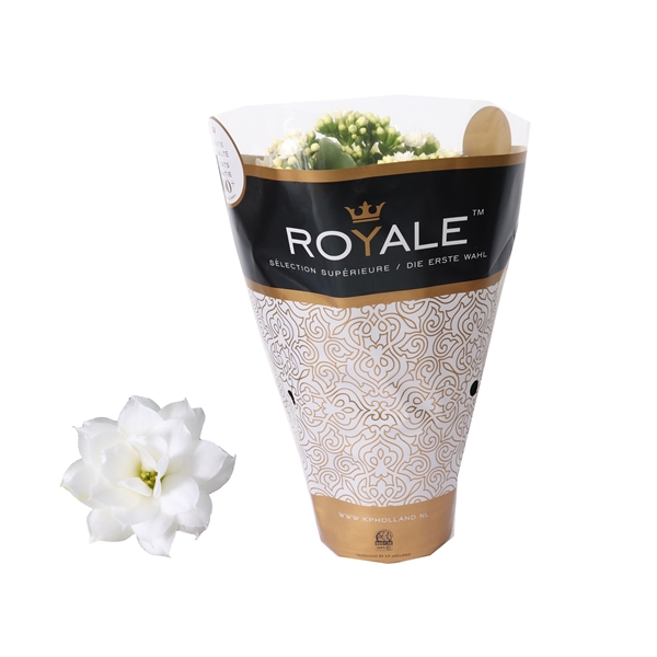 <h4>Kalanchoe Rosalina 12cm Royale Dione wit</h4>