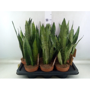 Sansevieria zeylanica