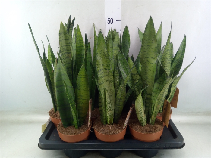 <h4>Sansevieria zeylanica</h4>