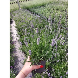 Lavendel Angustifolia Hidcote light blue