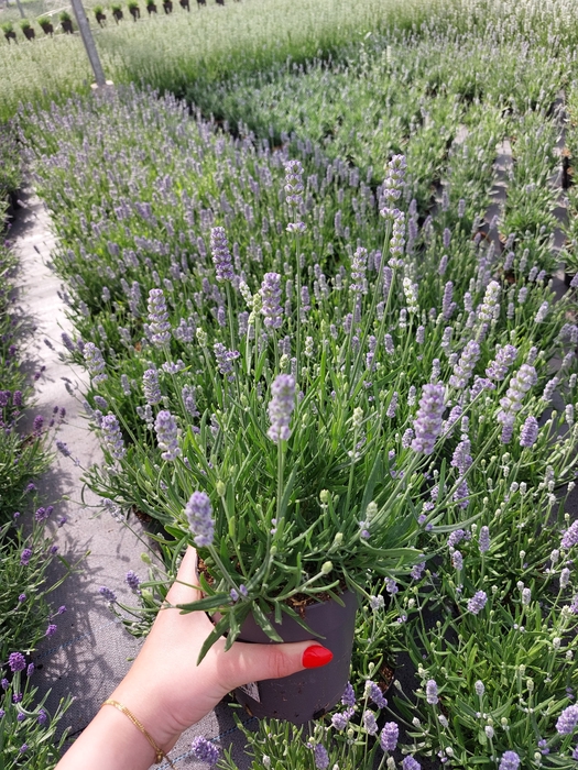 <h4>Lavendel Angustifolia Hidcote light blue</h4>