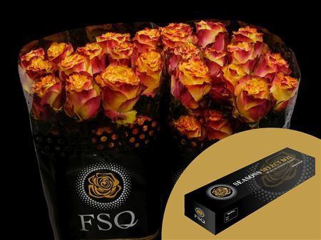 <h4>R Gr Newsflash Box</h4>