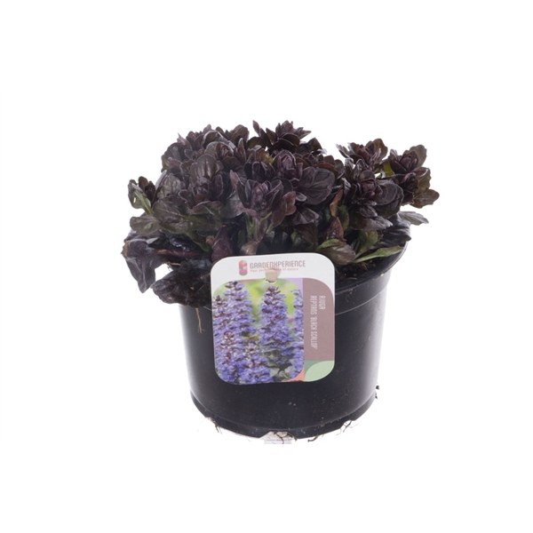 <h4>Ajuga reptans Black Scallop</h4>