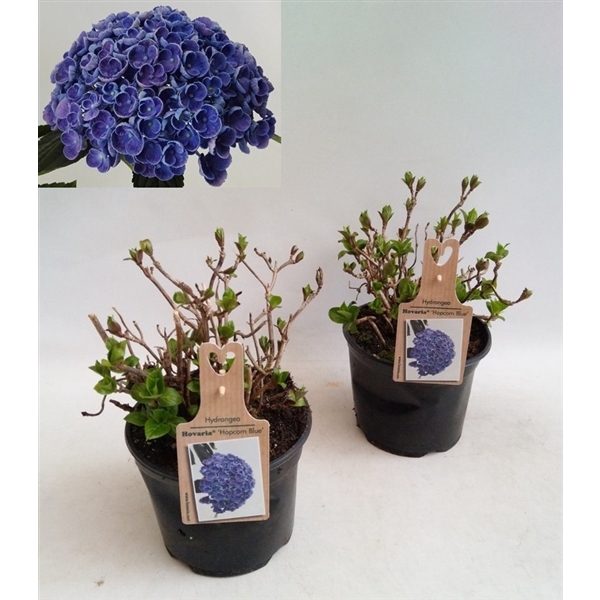 <h4>Hydrangea Hovaria Hopcorn Blue Garden 19cm</h4>