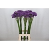 Allium Gladiator