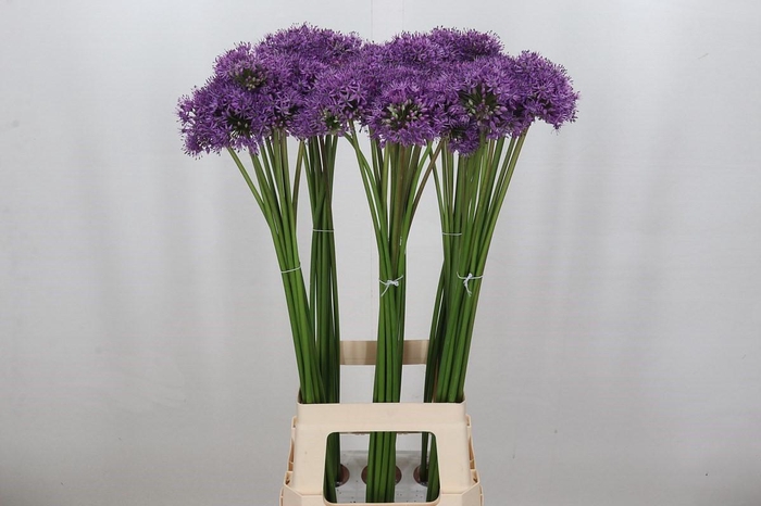 <h4>Allium Gladiator</h4>