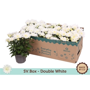 Chrysant Double White in SV.Box