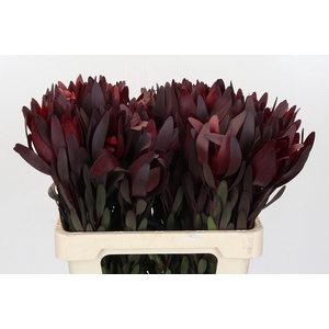 Leucadendron Saf Sunset Dark R.