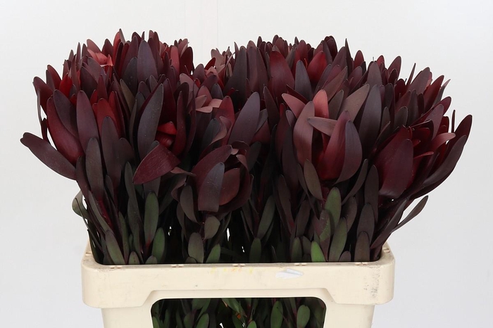 Leucadendron Saf Sunset Dark R.