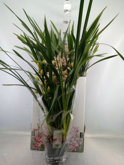 <h4>Cymbidium   ...</h4>