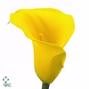 Zantedeschia gold cup