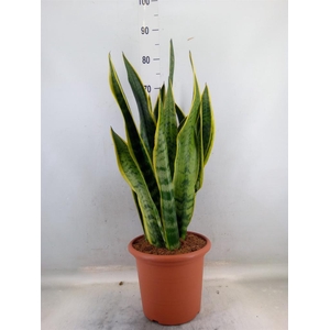 Sansevieria trifa. 'Laurentii'