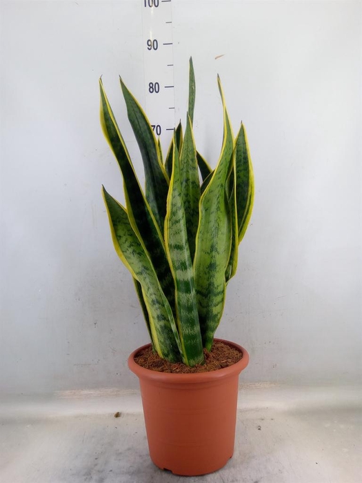 <h4>Sansevieria trifa. 'Laurentii'</h4>