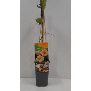 Campsis radicans 'flava'