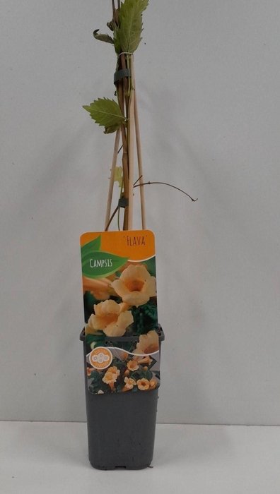 <h4>Campsis radicans 'flava'</h4>