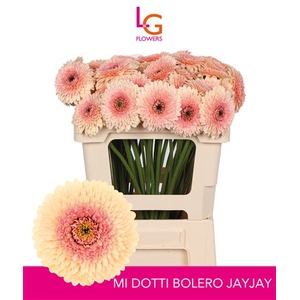 GE MB BOL JAYJAY