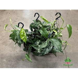 Epipremnum Pinnatum Variegata 14Ø 40cm
