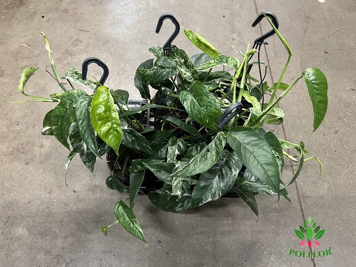 Epipremnum Pinnatum Variegata 14Ø 40cm