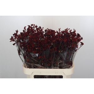 Anigozanthos Bush Ruby