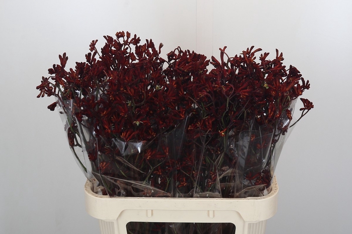 Anigozanthos Bush Ruby