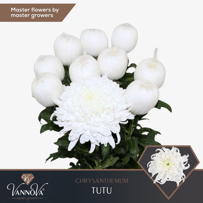 <h4>CHR G TUTU</h4>