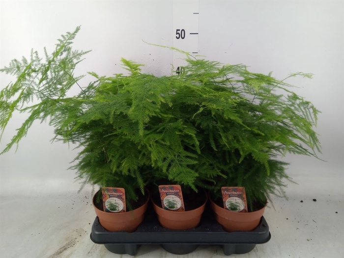 <h4>Asparagus setaceus</h4>