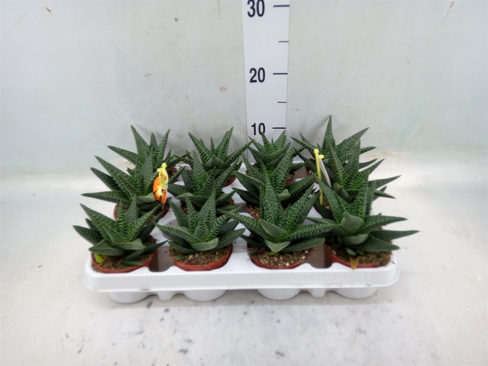 <h4>xGasterhaworthia  'Royal Highness'</h4>