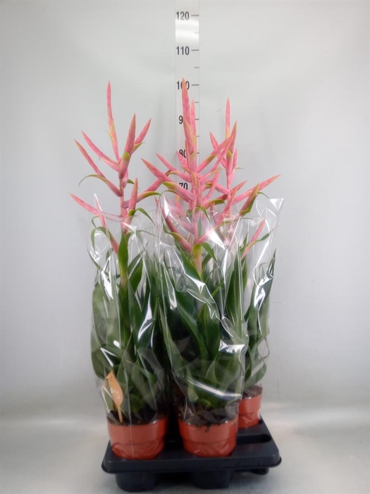 <h4>Tillandsia  'Dolce'</h4>