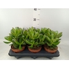 Crassula  'Magical Tree'