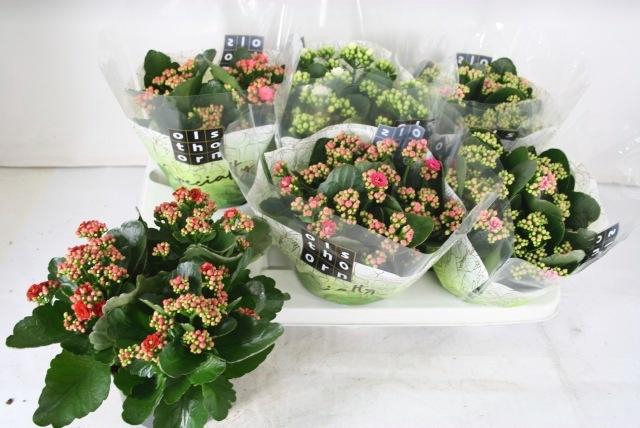 <h4>KAL GE GEM 5 KL</h4>