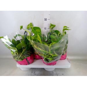 Epipremnum pinn. 'Global Green'