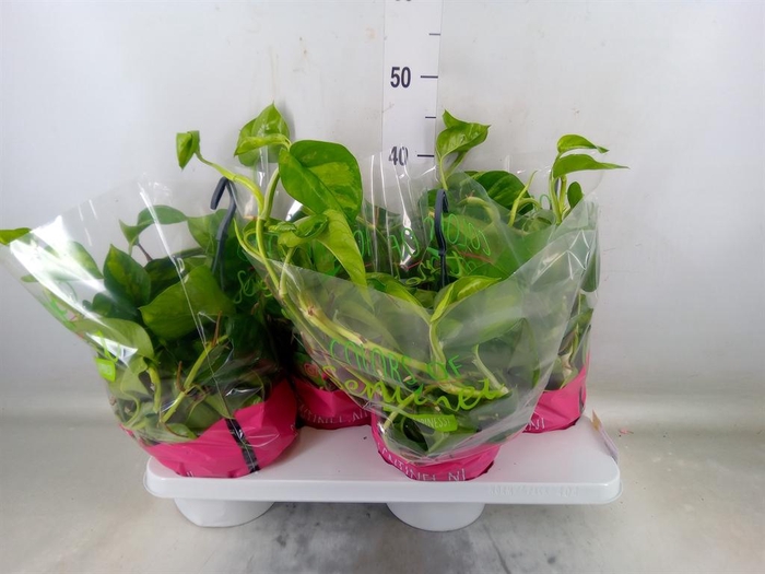 <h4>Epipremnum pinn. 'Global Green'</h4>