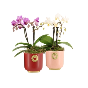 21789: Lovess arrangement