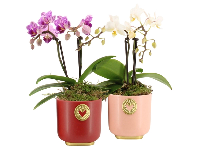 <h4>21789: Lovess arrangement</h4>