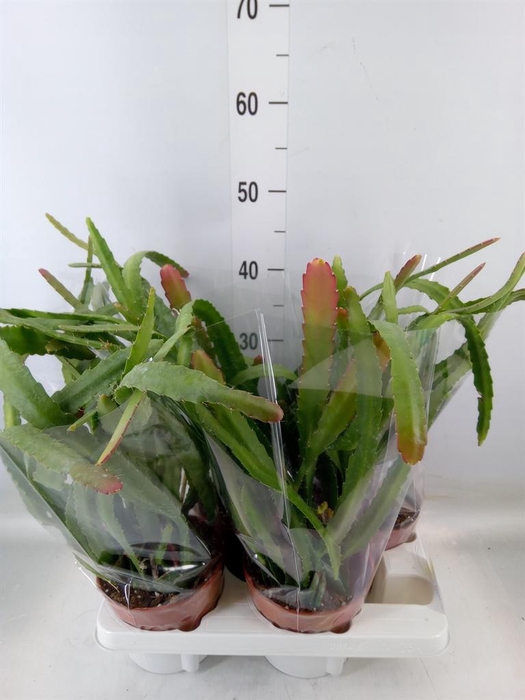 <h4>Epiphyllum   ...</h4>